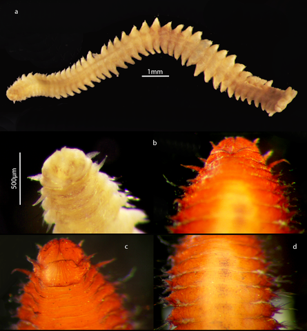 A. cf groenlandica FI voucher Completed plate web_0.png