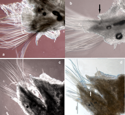 Aglaophamus sp 1 plate web.png