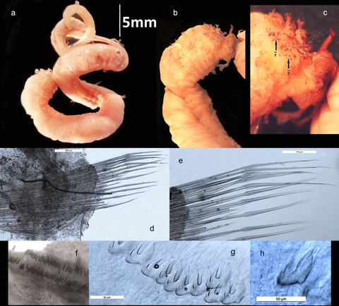 Amphitritides sp. 1 completed plate web.png