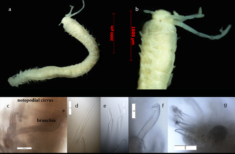 Eunice cf. pennata completed plate web.png