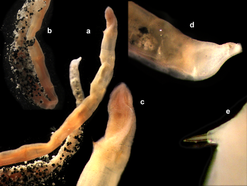 Lumbriclymella sp body plate web.png