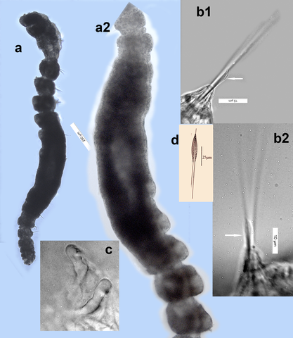 Micromaldane plate web.png