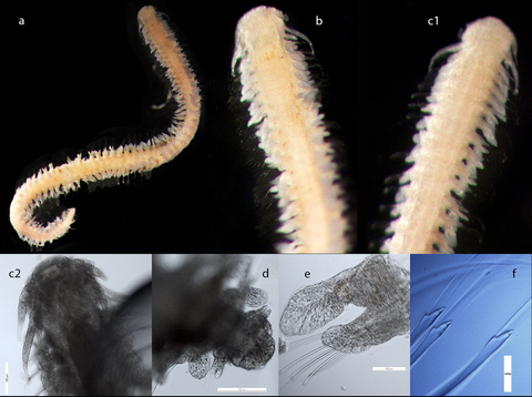 Paranaitis sp. 1 voucher MFA6 completed plate web.png