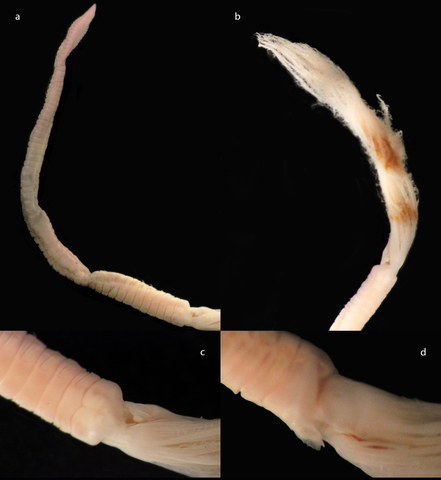 Perkinsiana sp. 1 completed plate web.png