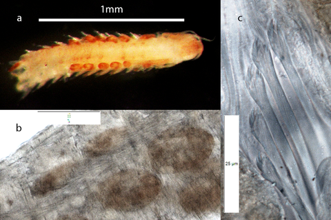 Protomystides sp 1 38MFB Voucher completed plate web.png